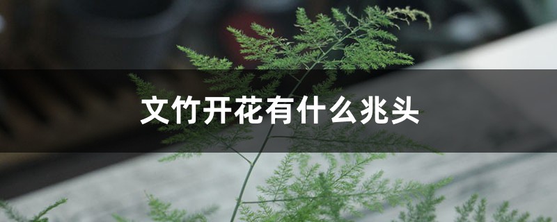 文竹开花有什么兆头 文竹开花有什么兆头