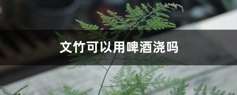 文竹可以用啤酒浇吗 文竹可以用啤酒浇吗