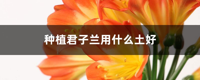 种植君子兰用什么土好 种植君子兰用什么土好
