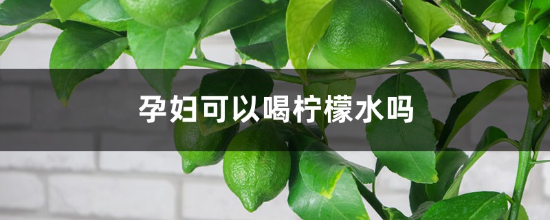 孕妇可以喝柠檬水吗 孕妇可以喝柠檬水吗