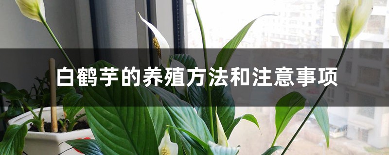 白鹤芋的养殖方法和注意事项