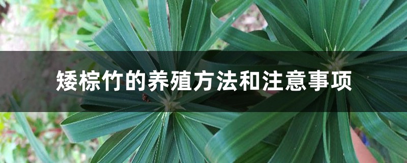 矮棕竹的养殖方法和注意事项 矮棕竹的养殖方法和注意事项