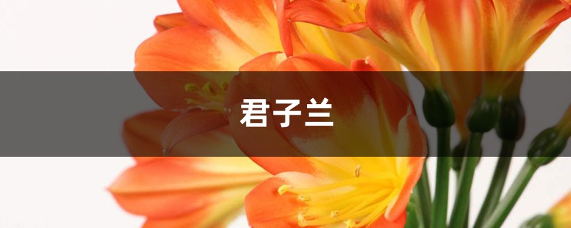 君子兰最全度夏攻略,学一招,叶绿花多爆盆快! 君子兰最全度夏攻略,学一招,叶绿花多爆盆快!