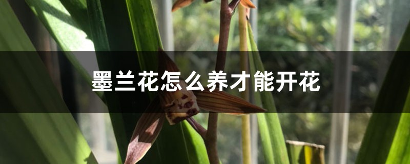 墨兰花怎么养才能开花 墨兰花怎么养才能开花