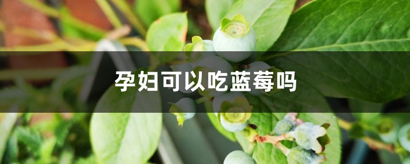 孕妇可以吃蓝莓吗 孕妇可以吃蓝莓吗