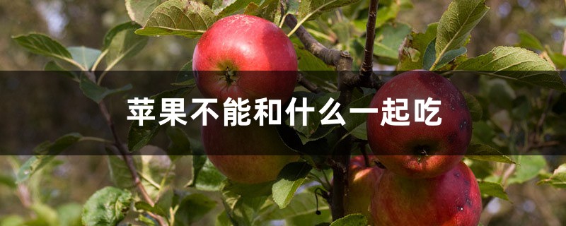 苹果不能和什么一起吃 苹果不能和什么一起吃