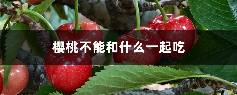 樱桃不能和什么一起吃 樱桃不能和什么一起吃