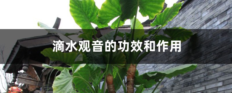 滴水观音的功效和作用 滴水观音的功效和作用