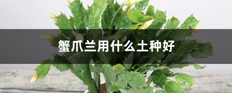 蟹爪兰用什么土种好 蟹爪兰用什么土种好