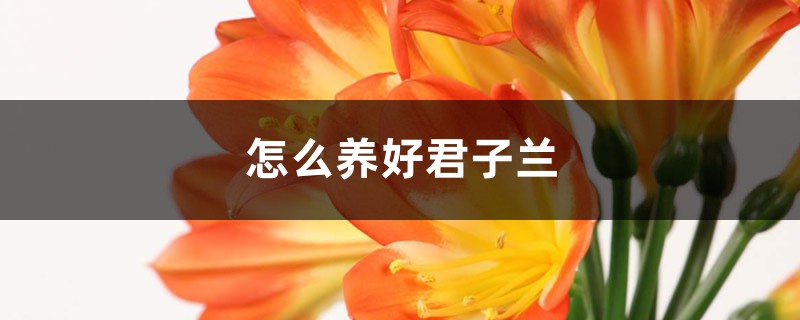 怎么养好君子兰 怎么养好君子兰