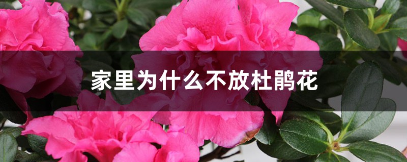 家里为什么不放杜鹃花 家里为什么不放杜鹃花