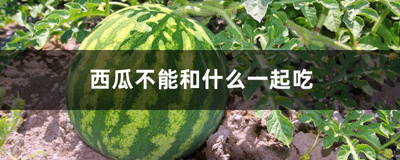 西瓜不能和什么一起吃 西瓜不能和什么一起吃