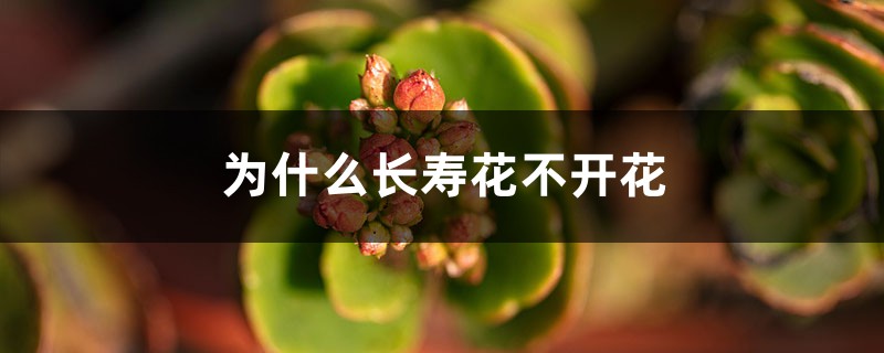为什么长寿花不开花 为什么长寿花不开花