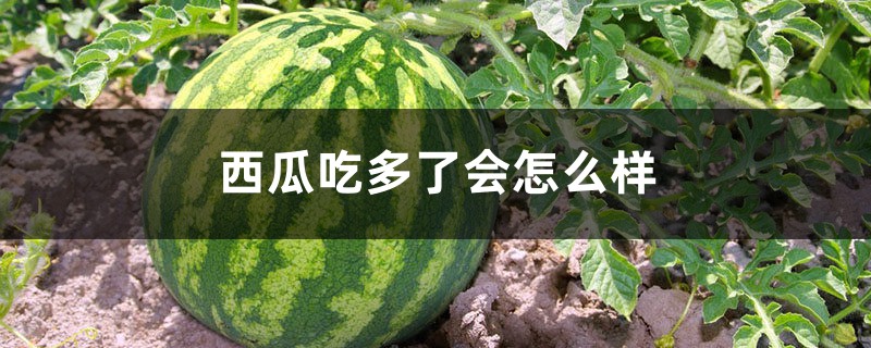 西瓜吃多了会怎么样 西瓜吃多了会怎么样