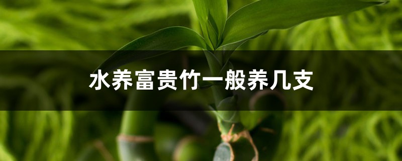 水养富贵竹一般养几支 水养富贵竹一般养几支