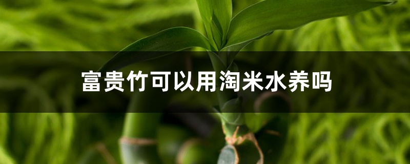 富贵竹可以用淘米水养吗 富贵竹可以用淘米水养吗