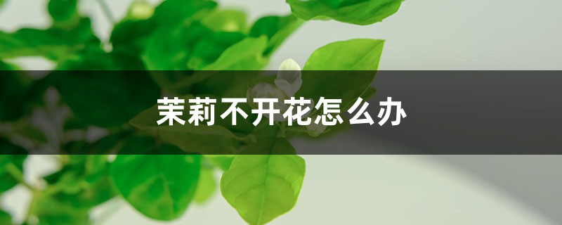 茉莉不开花怎么办 茉莉不开花怎么办