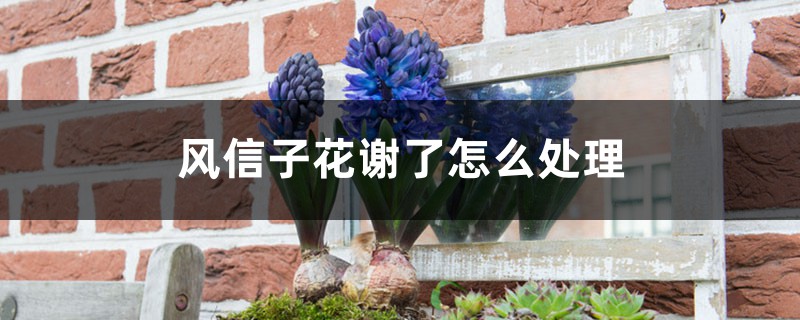 风信子花谢了怎么处理 风信子花谢了怎么处理