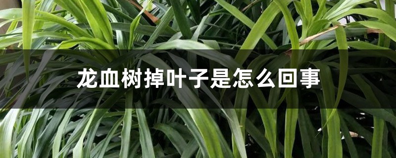龙血树掉叶子是怎么回事 龙血树掉叶子是怎么回事