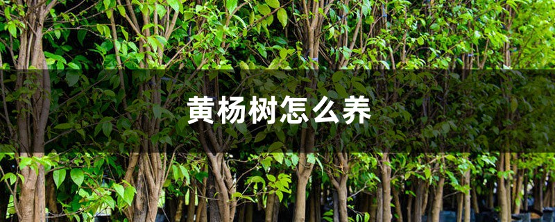 黄杨树怎么养 黄杨树怎么养