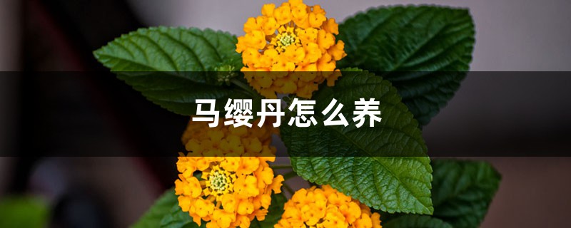 马缨丹怎么养 马缨丹怎么养