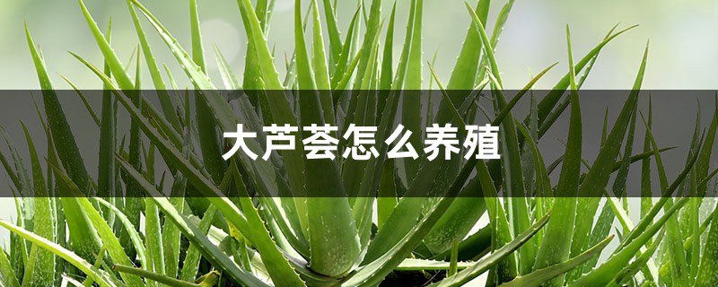 大芦荟怎么养殖 大芦荟怎么养殖
