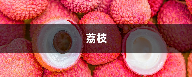 荔枝吃完核别丢,随手扔土里,10天竟然爆盆了! 荔枝吃完核别丢,随手扔土里,10天竟然爆盆了!