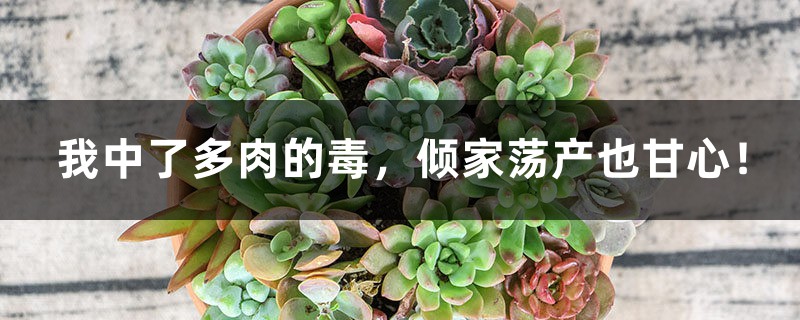 我中了多肉的毒,倾家荡产也甘心! 我中了多肉的毒,倾家荡产也甘心!