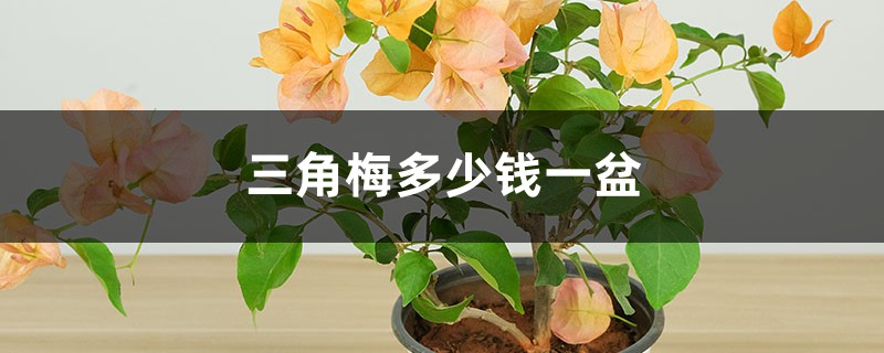 三角梅多少钱一盆 三角梅多少钱一盆
