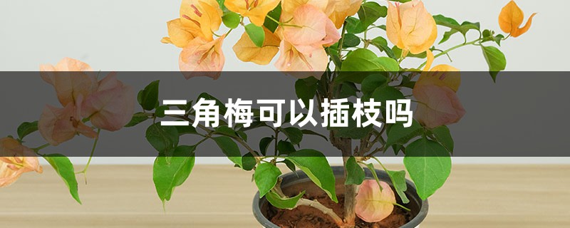 三角梅可以插枝吗 三角梅可以插枝吗