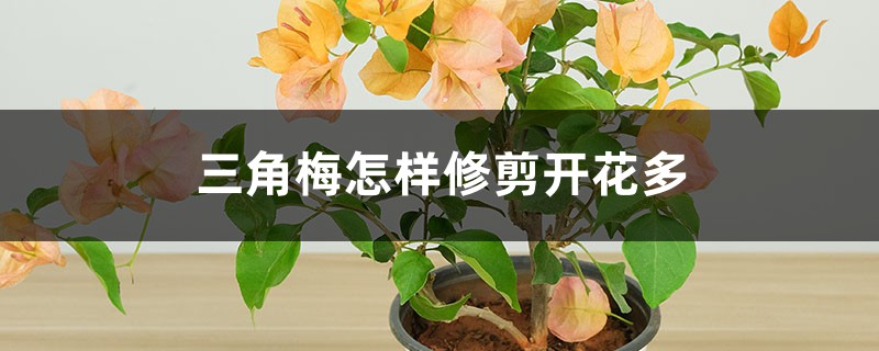 三角梅怎样修剪开花多 三角梅怎样修剪开花多