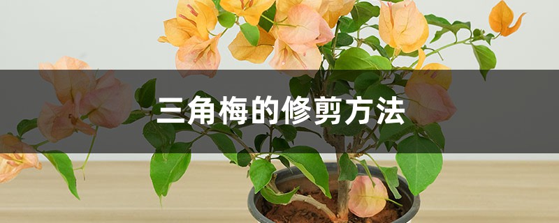 三角梅的修剪方法 三角梅的修剪方法