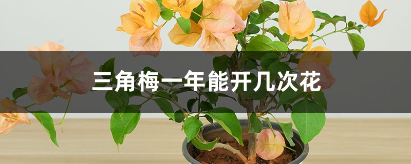 三角梅一年能开几次花 三角梅一年能开几次花