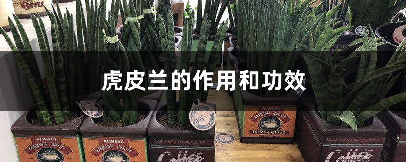 虎皮兰的作用和功效 虎皮兰的作用和功效