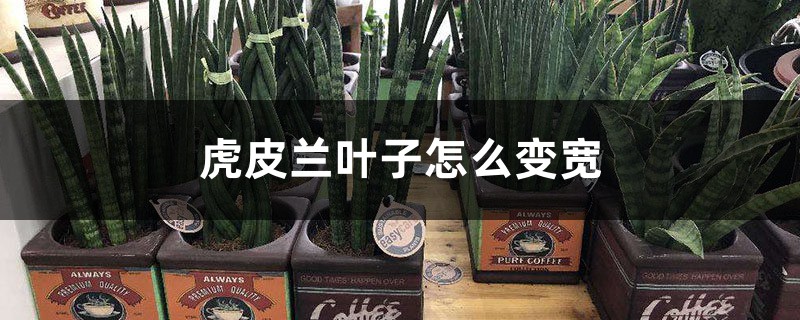 虎皮兰叶子怎么变宽 虎皮兰叶子怎么变宽