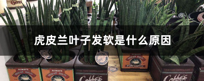虎皮兰叶子发软是什么原因 虎皮兰叶子发软是什么原因