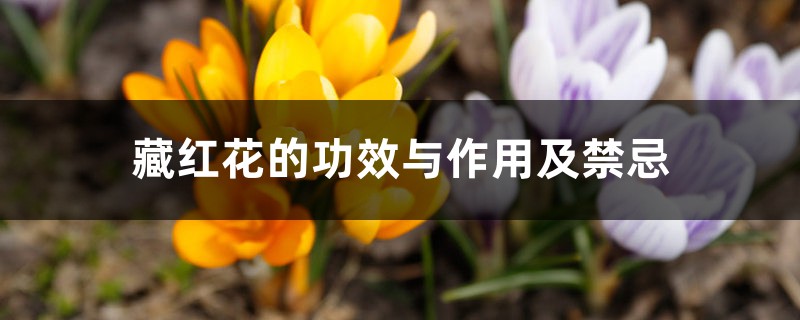 藏红花的功效与作用及禁忌 藏红花的功效与作用及禁忌