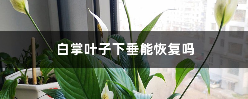 白掌叶子下垂能恢复吗 白掌叶子下垂能恢复吗