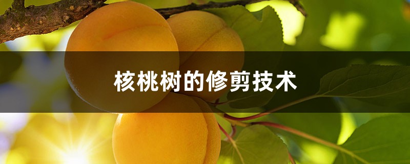 核桃树的修剪技术 核桃树的修剪技术