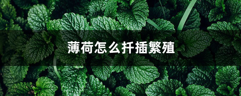 薄荷怎么扦插繁殖 薄荷怎么扦插繁殖
