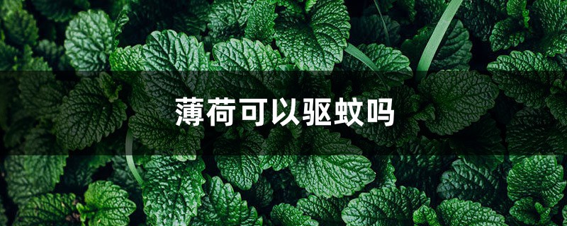 薄荷可以驱蚊吗 薄荷可以驱蚊吗