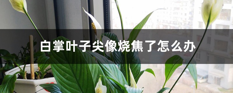 白掌叶子尖像烧焦了怎么办 白掌叶子尖像烧焦了怎么办