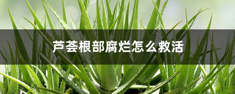 芦荟根部腐烂怎么救活 芦荟根部腐烂怎么救活