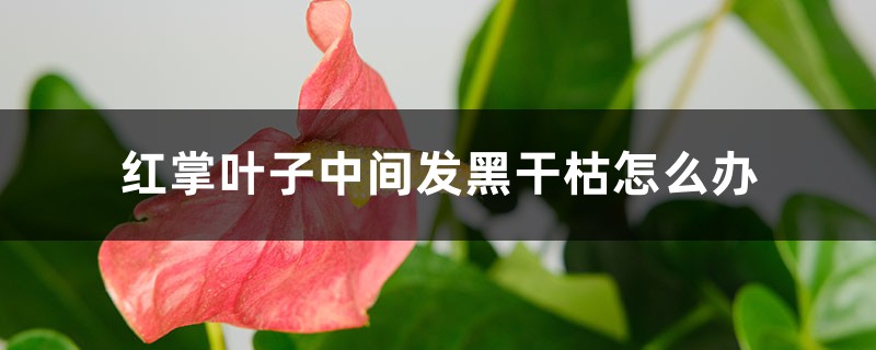 红掌叶子中间发黑干枯怎么办 红掌叶子中间发黑干枯怎么办