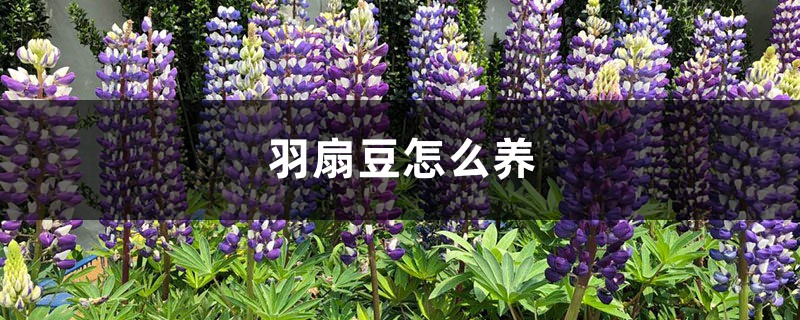 羽扇豆怎么养 羽扇豆怎么养