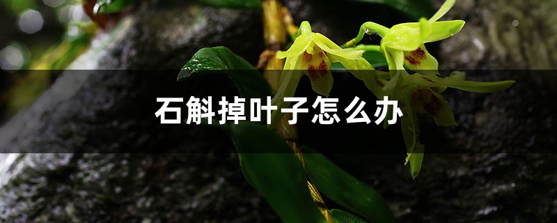 石斛掉叶子怎么办 石斛掉叶子怎么办