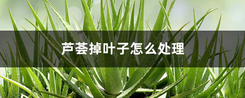 芦荟掉叶子怎么处理 芦荟掉叶子怎么处理