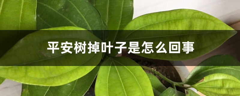 平安树掉叶子是怎么回事 平安树掉叶子是怎么回事