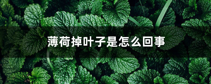 薄荷掉叶子是怎么回事 薄荷掉叶子是怎么回事