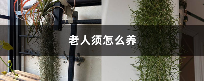 老人须怎么养 老人须怎么养